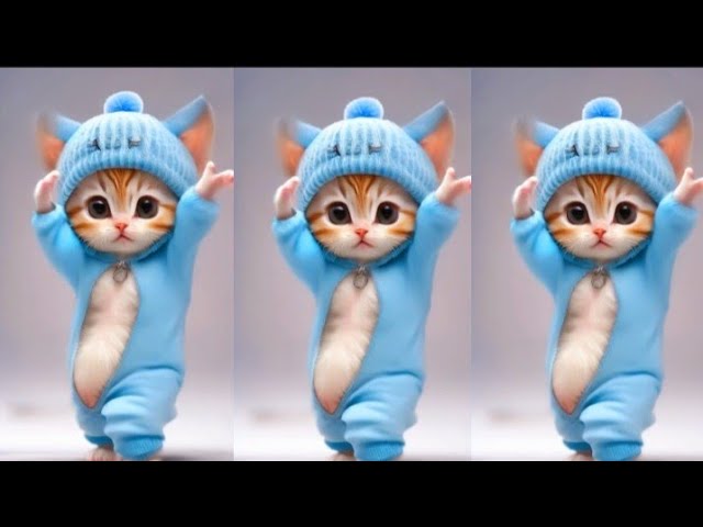 😻🤣Cat videos funny dance 💃😃Videos for catsv#funnycats #dancingcat #catlovers  @furry-cornerz