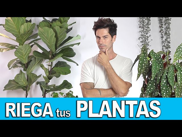 💧 COMO RIEGO mis PLANTAS de INTERIOR!!! [ nivel EXPERTO]