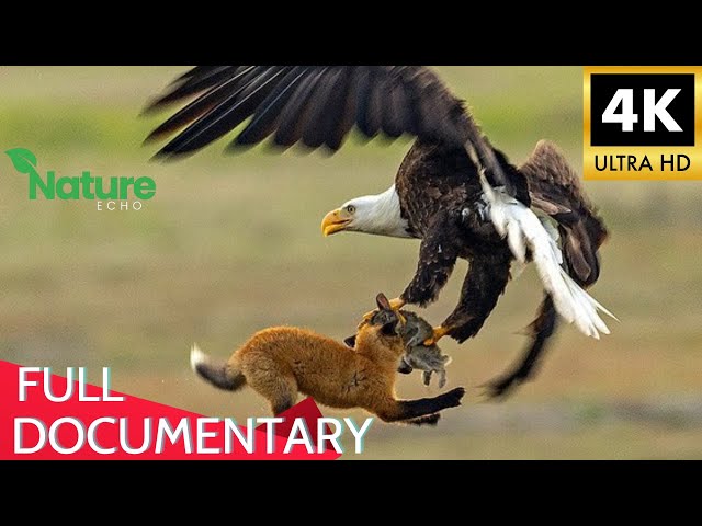 Eagle : King of the Skies - Wildlife Documentary 4k HD