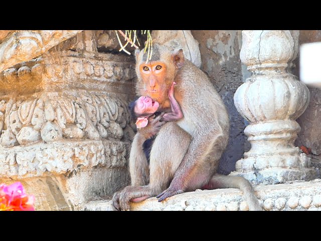 Did the baby really get the first milk from his mother?