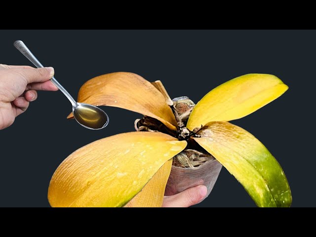 🌸Just pour 1 spoon onto the orchid! Instantly revives and blooms all year round