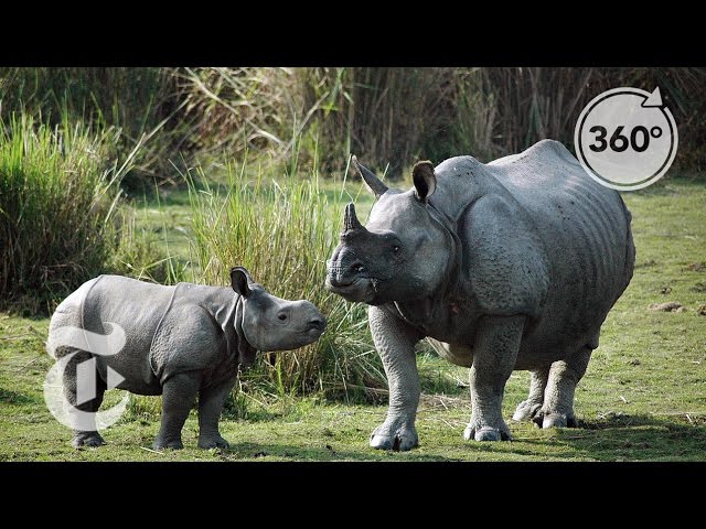 Tracking Down Rhino Poachers in India | The Daily 360 | The New York Times