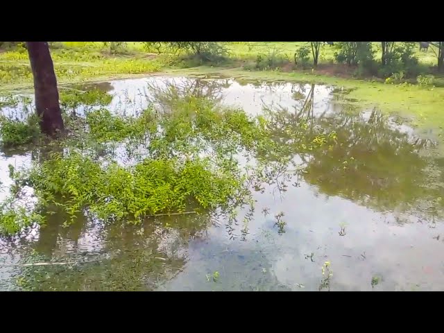 Plucking and cooking mushrooms in our village@AgricultureTamilV