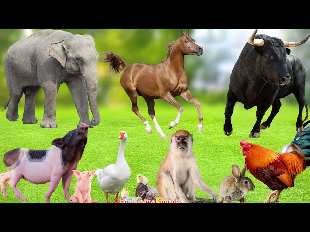 Fun on the Farm: Elephant, Horse, Bull, Pig, Goose, Monkey, Rooster, Rabbit - Animal Sounds