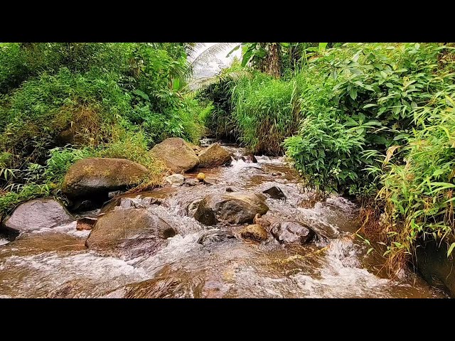 Heavenly Water Flow: Relax and Unwind With The Gentle Babbling Stream | Calming Flowing River Sounds