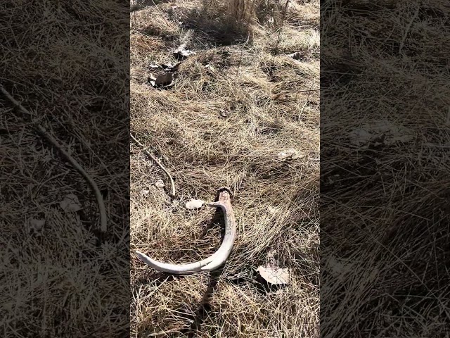 MN Shed Hunting 2025