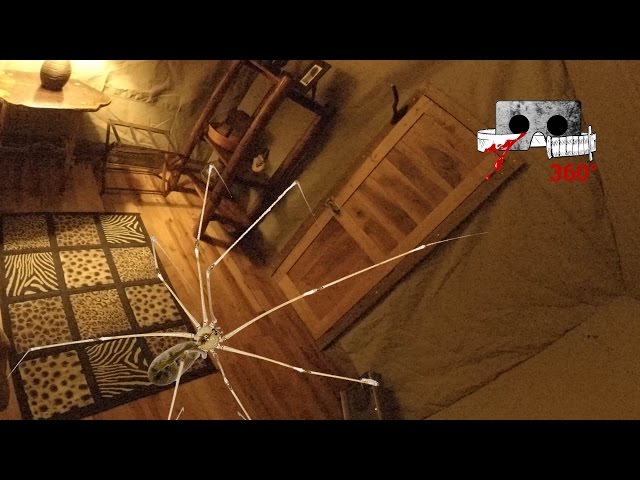 360° Horror Short | Giant Spiders | Cardboard Horror #360video