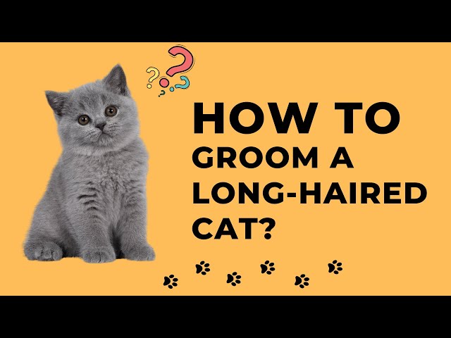 How to groom a long haired cat? Ultimate Guide to Grooming Long-Haired Cats