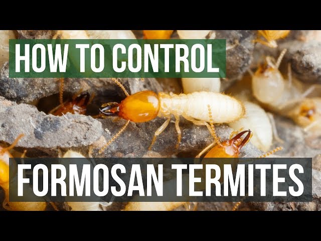 How to Control Formosan Termites