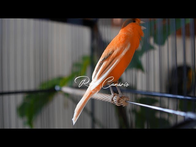 raro canto canário. muito bom para o seu mestre canário  HD  - Rare Canário