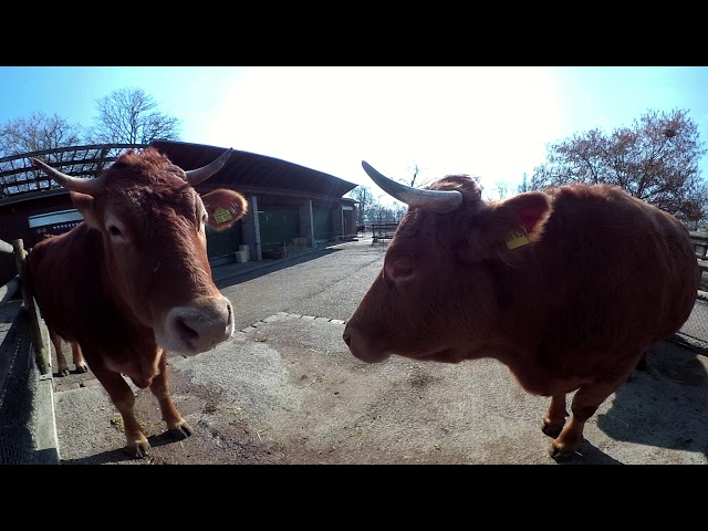 360° 5K Cows in Germany