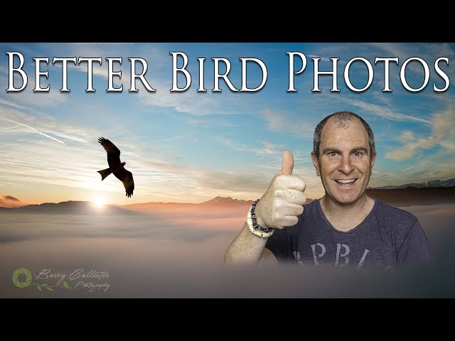 How to Take Photos of Birds - Bird Photography Tips and Tricks