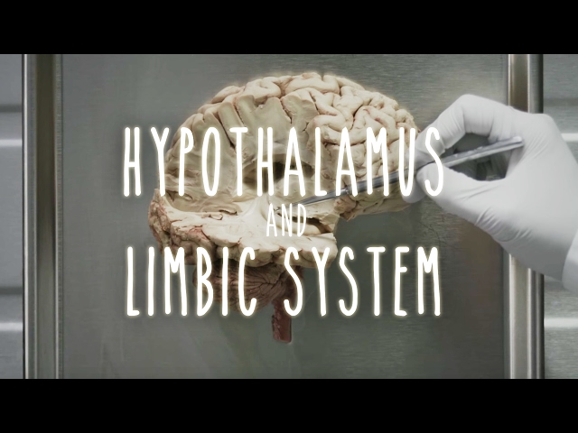 Neuroanatomy S1 E4: Hypothalamus and Limbic System #neuroanatomy #ubcmedicine