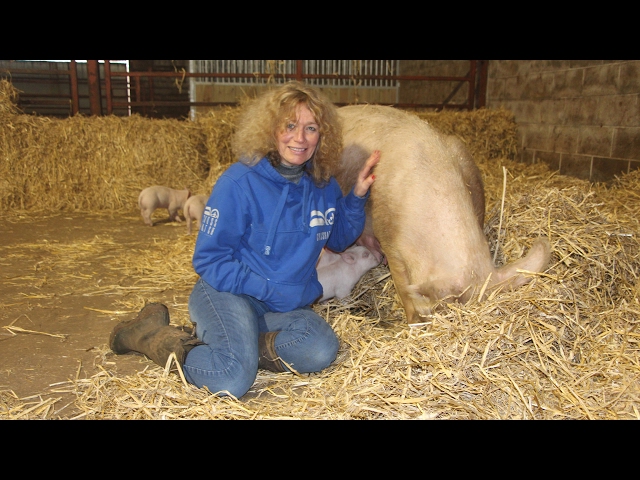 Pig Rescue! by Viva! and Dean Farm Animal Sanctuary (February 2017)