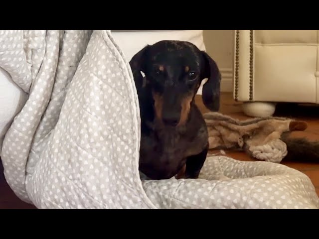 MINI DACHSHUND MAKES HIS BED !