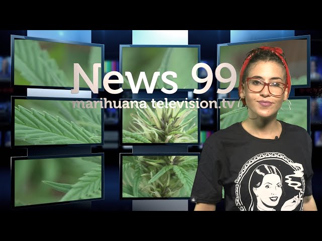 NOTICIAS sobre MARIHUANA INICIO DE FLORACIÓN del CANNABIS. CONSEJOS de CULTIVO INDOOR LED News 99