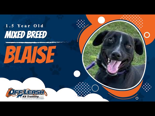 Blaise | 1.5 Year Old Mixed Breed | Off Leash Dog Training, Georgia