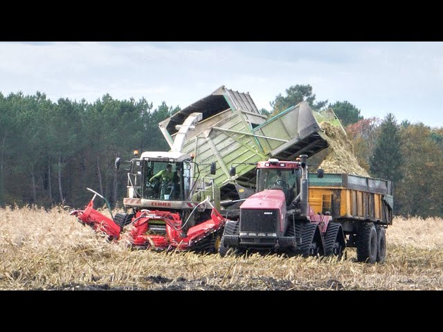 CORN SLEEPING after the storm! 😰 SILAGE 2019, Trying to save the harvest!