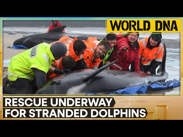 Tasmania Grapples With Complex Rescue Of Stranded Dolphins | World DNA | WION News