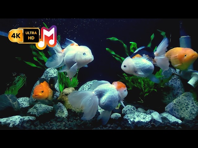 Tropical Fish Aquarium in Stunning 4K with Relaxing Sounds for Stress-Free Sleep