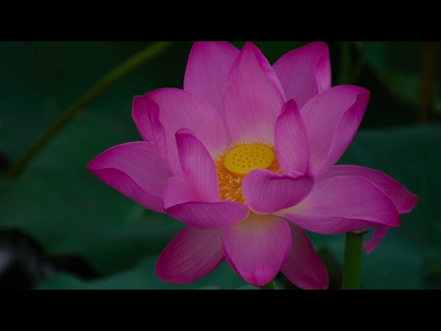 Lotus Piano Music III. #shoothingrelaxation #relaxing #piano #pianomusic #spa