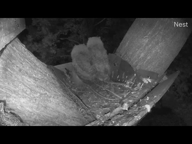 First HOOT from a baby Great Horned Owl!!!