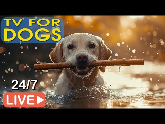 🔴[LIVE] Dog Music🐶Dog Calming Music🎵Dog Separation Anxiety Relief🎵Relaxing Music for Dog Deep Sleep💖