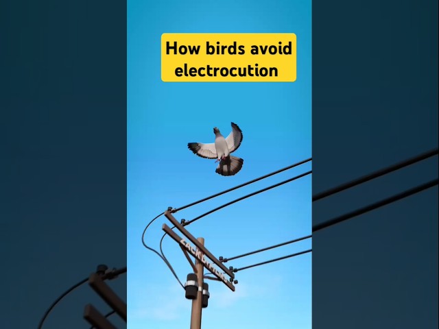 How birds avoid electrocution #birdelectrocution #birddeath #birdsfacts