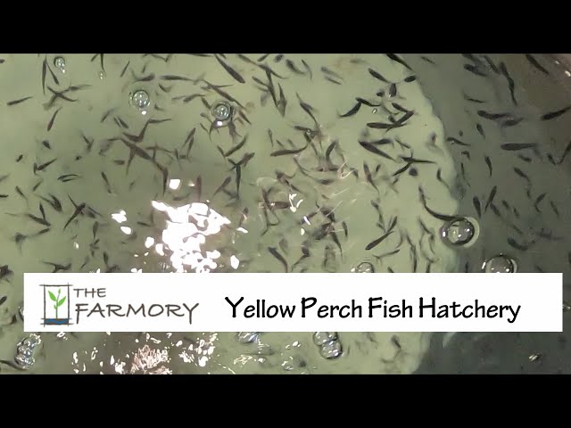 The Farmory - Yellow Perch Fish Hatchery