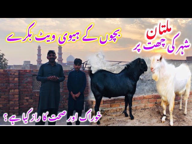 Intelligent Goat Farming on Roof | Business idea | Big Heavyweight Goats in Multan