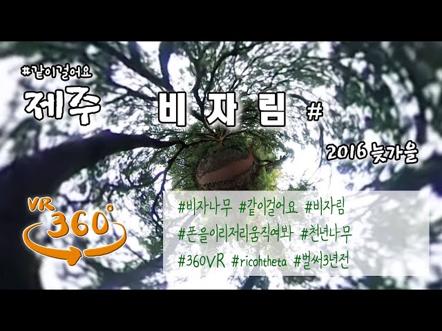 360 VR/ 같이걸어요] 제주 비자림 / Bijarim Forest in Jeju