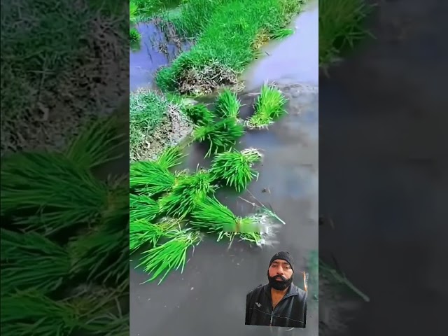 Amazing rice farming techniques! #ricefarming #farming #shortsfeed #amazing#agriculture #satisfying