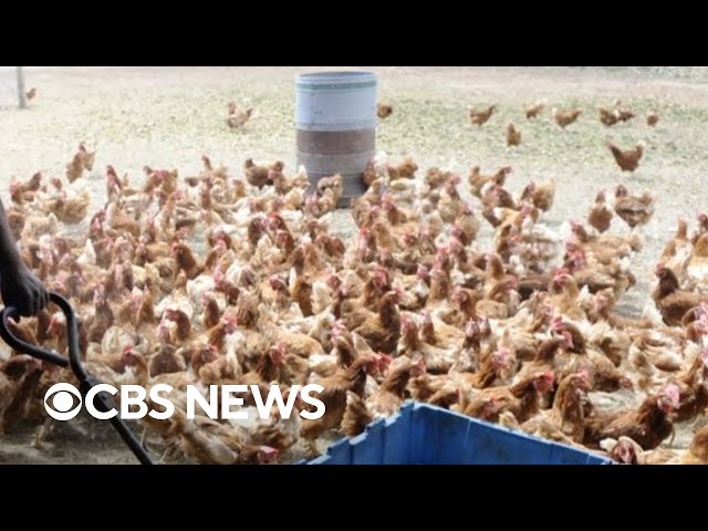 At least 7 cases of bird flu detected in New York