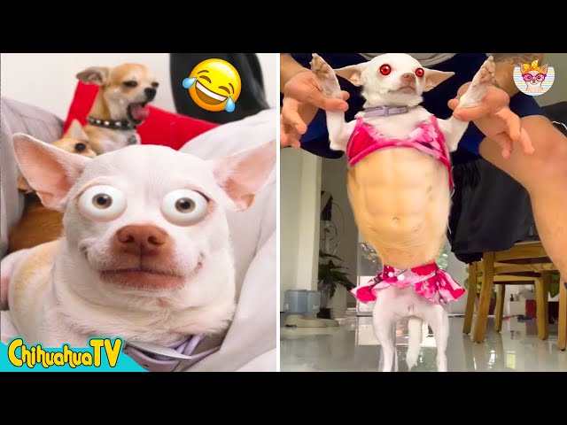 Nothing Better Than A Chihuahua! 🐶💙9 | ChihuahuaTV