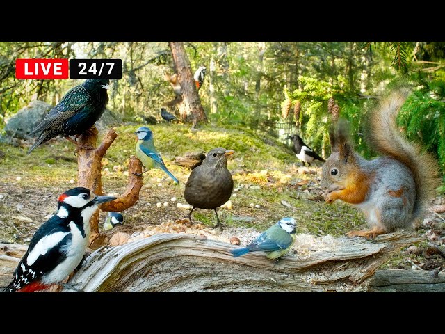 🔴24/7 LIVE Cat TV😺 Non-Stop BIRDS and Squirrels in Relaxing Forest Corner