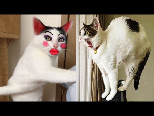 Pet Fails & Funny Moments Caught On Camera