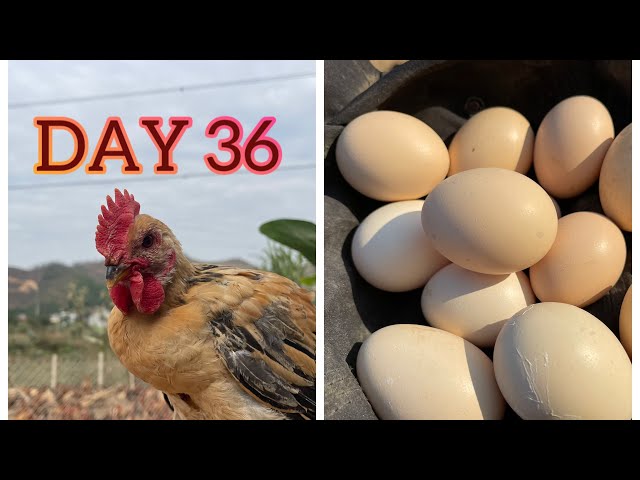 The development journey of yellow feather chicken (DAY 36) - Chicken farm - Poultry business.