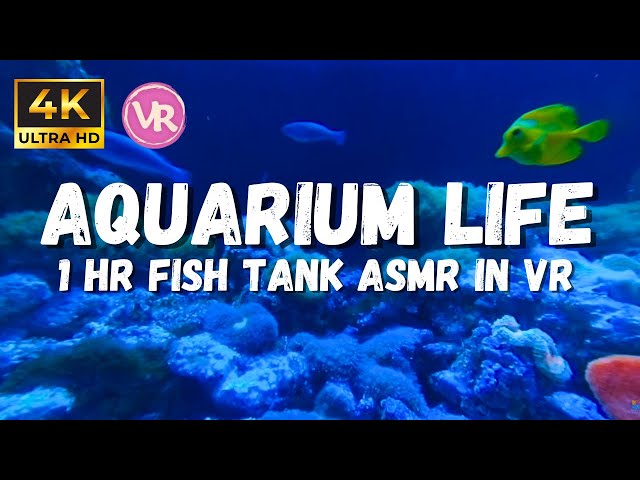 Ambient Aquarium Sounds: Magical Underwater Relaxation ASMR in 4K 180VR