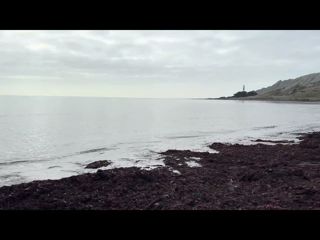 Cape Campbell Track - Distant view of the lighthouse