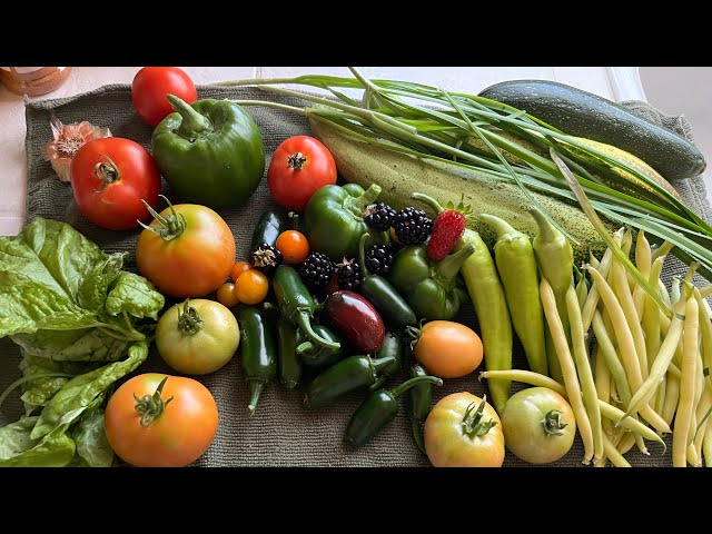 This is what backyard grocery shopping looks like. #gardenupdate/ succession planting/#harvest