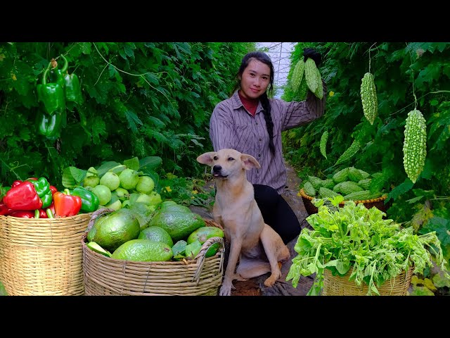 30day Harvest Vegetables and Fruits in the garden: bitter melon, guava, squash, avocado, bell pepper