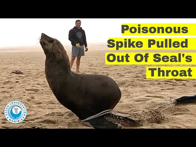 Poisonous Spike Pulled Out Of Seal's Throat