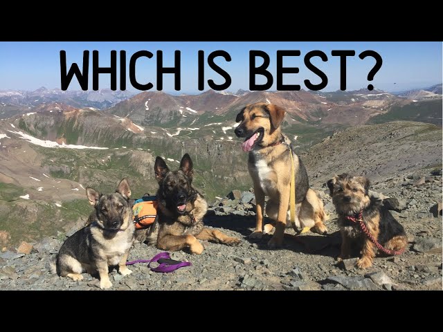 Hiking, Backpacking, and Thru-Hiking: Small Dogs vs. Big Dogs Pros and Cons