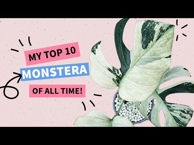 My TOP 10 Monstera of All Time!