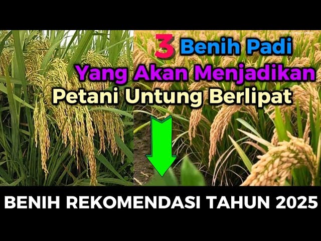 3 Benih Padi Yang akan Membawa Petani Lebih Untung di Tahun 2025