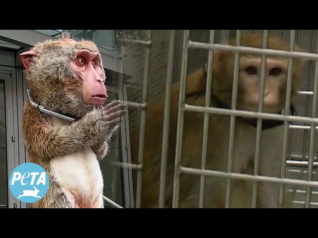 Exposing the Primate Prison at the University of Washington