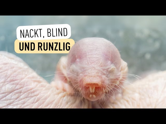 Nachwuchs bei den Nacktmullen I Tiergarten Schönbrunn