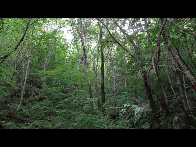 Forests in South Korea, Jeonnam Muan-gun Mt. Seungdal