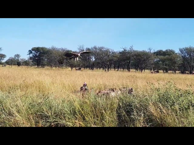 Serengeti's Cleanup Crew: Vulture Feasting on Lion Hunt Leftovers