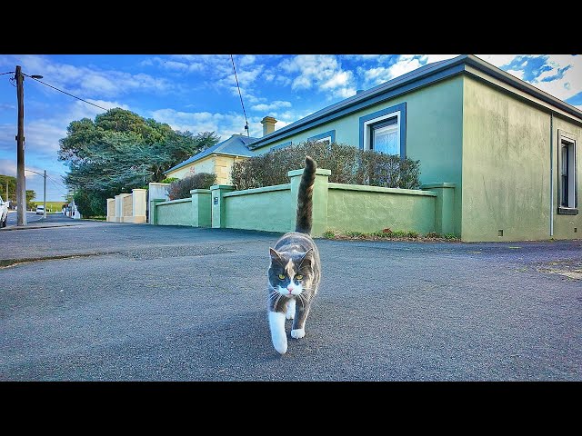 The City of Warrnambool ft. A Cute Tabby Cat • A Popular Summer Holiday Destination • Australia 2024